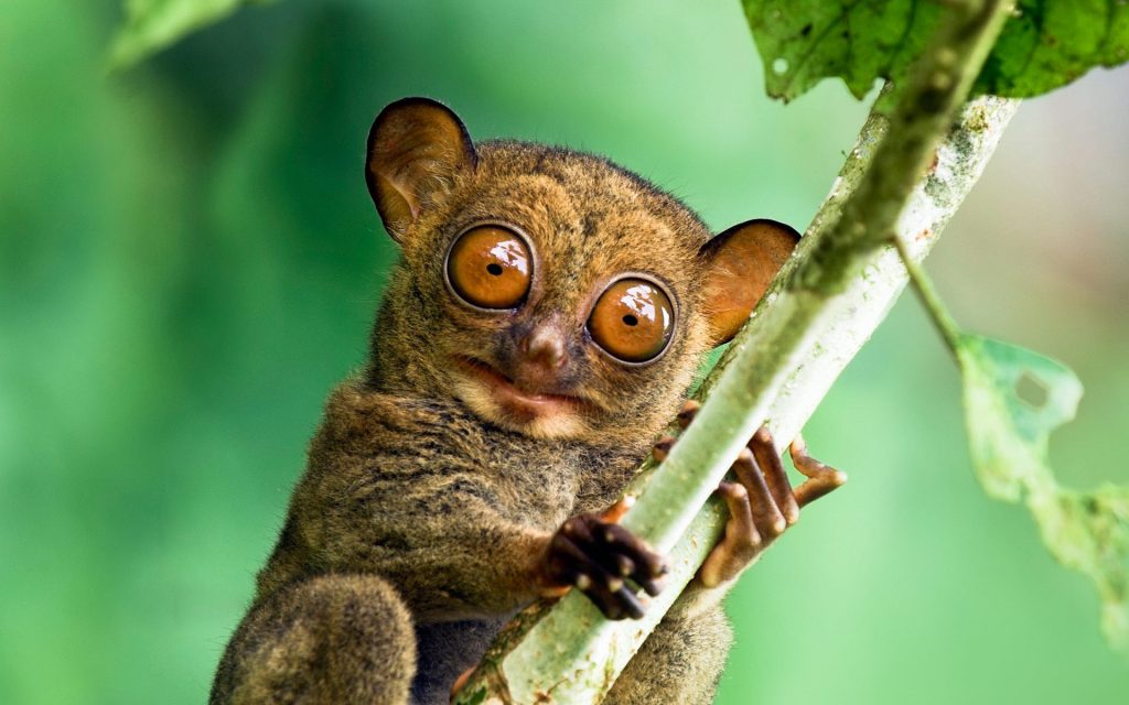 Tarsier