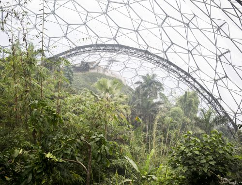 Eden Project, la foresta che cresce sui sogni